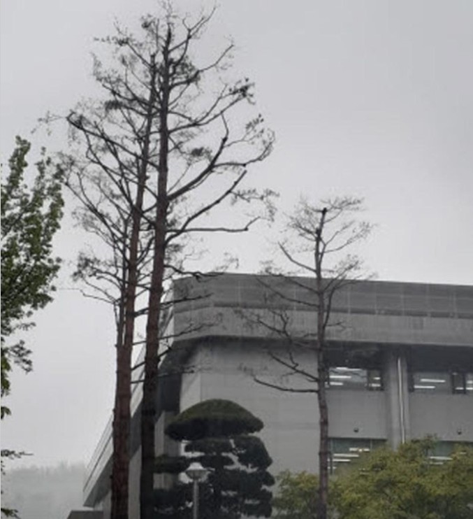 순천대 소나무 고사 논란… 부실 관리와 강전정으로 캠퍼스 상징 위기