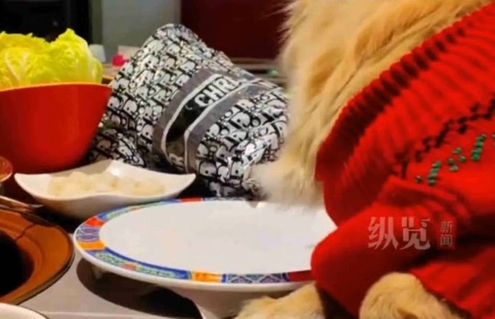 中 식당서 반려견에 접시 위 음식 준 女 논란…결국 법적 대응