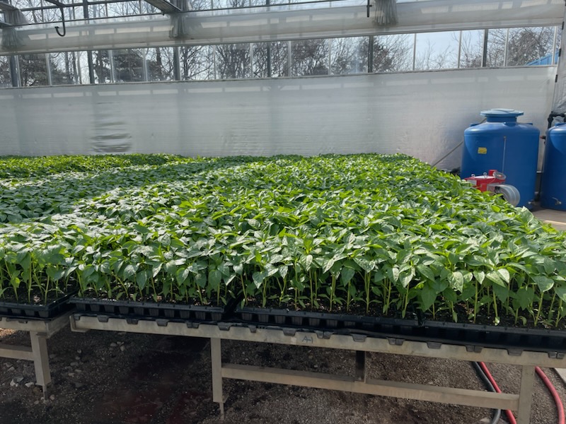 영광군, 2026년도 고추 육묘 신청 접수