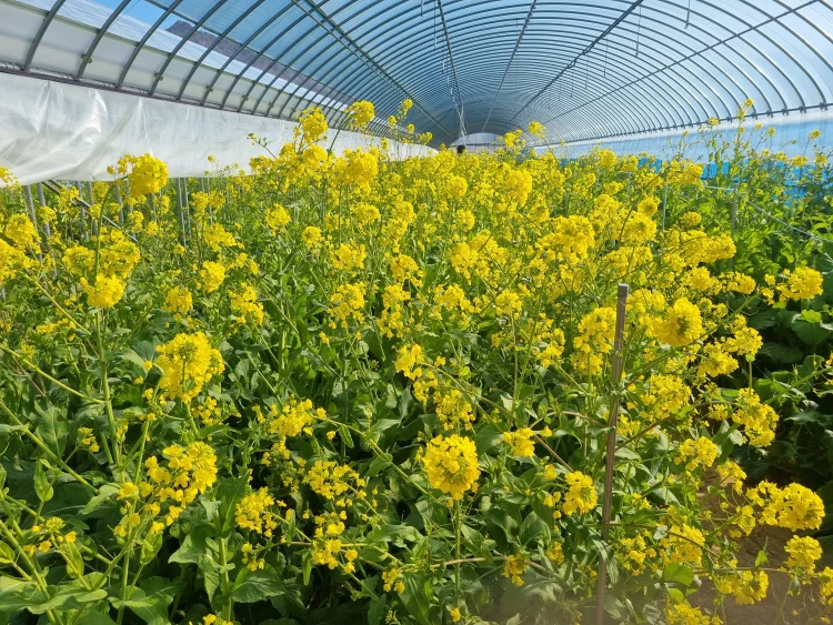 강진군, 청자축제 밝힐 유채꽃밭 준비 구슬땀
