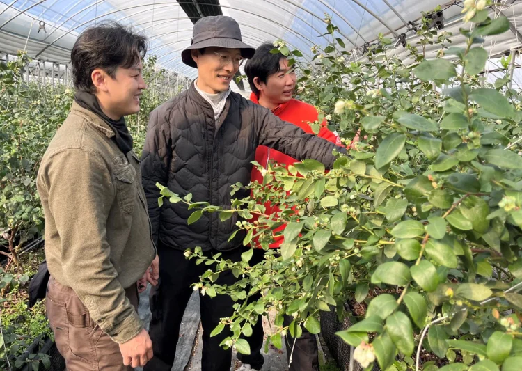 곡성군, 블루베리 생산체계 구축…청년 유입·농가소득 기대