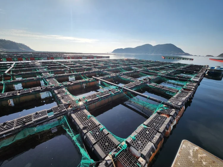 신안군, 설맞이 전복 직거래 행사로 어가 지원 및 지역 경제 활성화