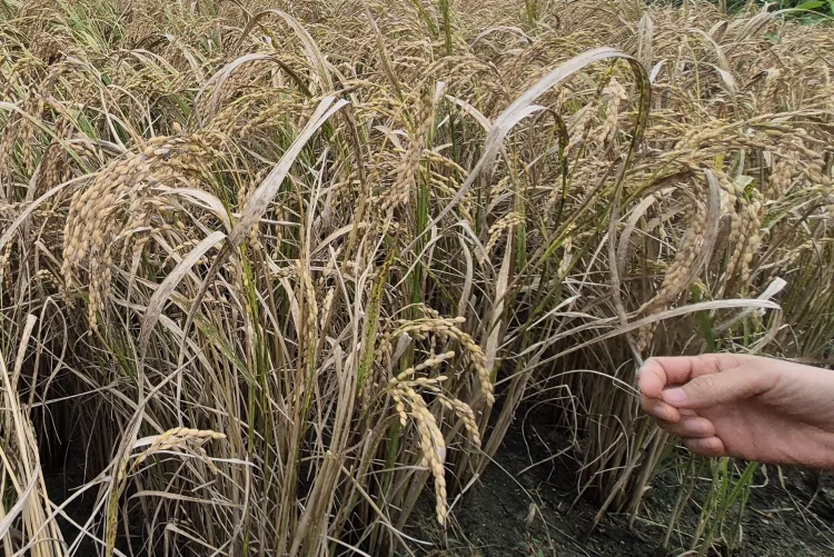 영암군, 깨씨무늬병 피해 재난지원금 17억 지급