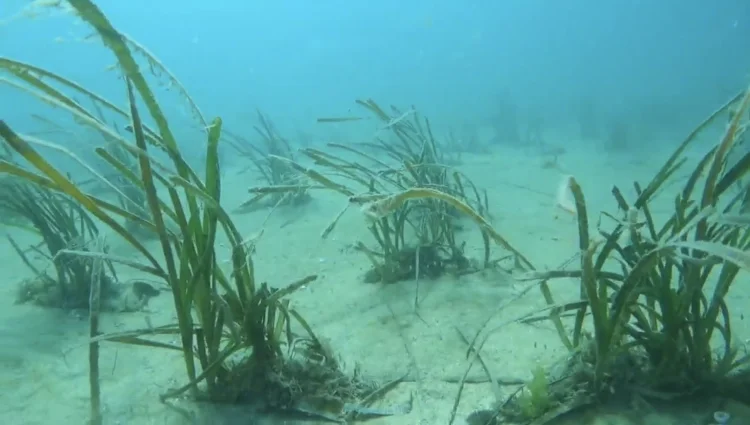 완도군, 기후변화 대응 ‘블루카본 잘피 숲’ 조성