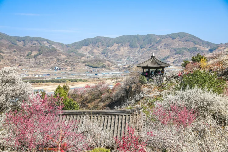 광양시, 제25회 광양매화축제 추진상황 보고회 개최
