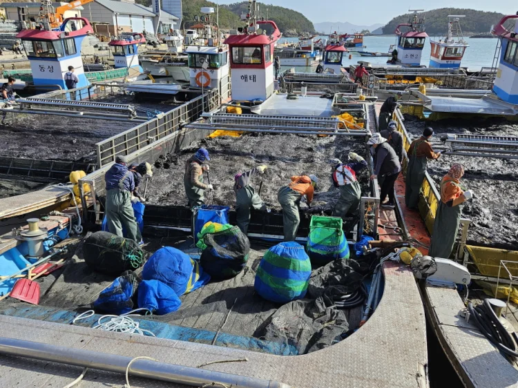 고흥군, 물김 위판액 ‘3년 연속 2천억 원’ 돌파