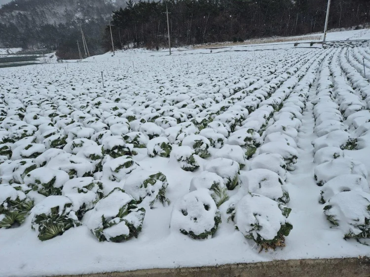 진도군, 월동 배추 농작물 재해보험 가입하세요