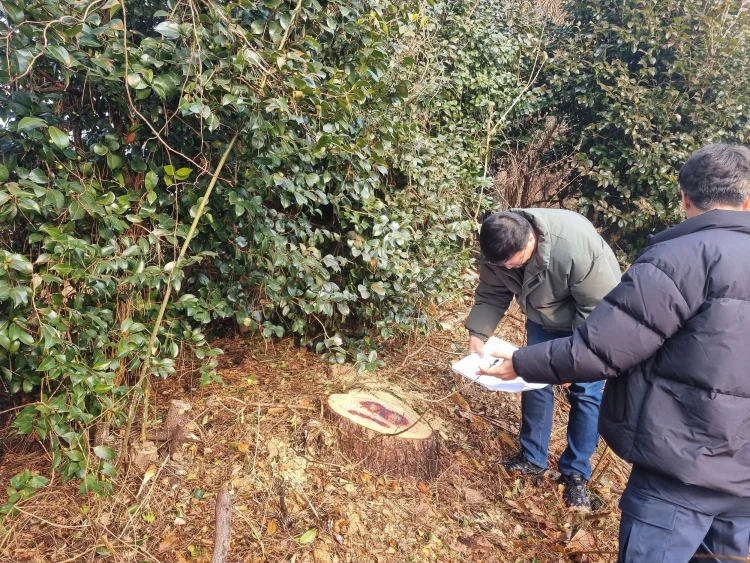 영암군, 소나무재선충병 210ha 집중방제 나선다