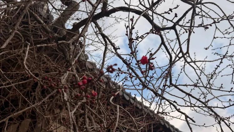 붉은 한 송이로 시작된 봄, 지리산에 봄이 피었다