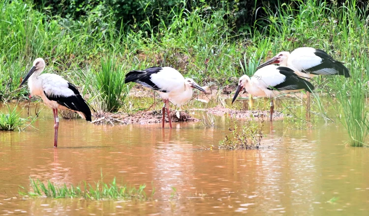 35년 만에 전남에 둥지 튼 멸종위기 '황새' 올해도 …