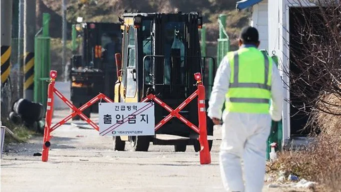 김제 농장 AI 확진, 충남 아산 및 전북 관련 농장 긴급 이동제한조치